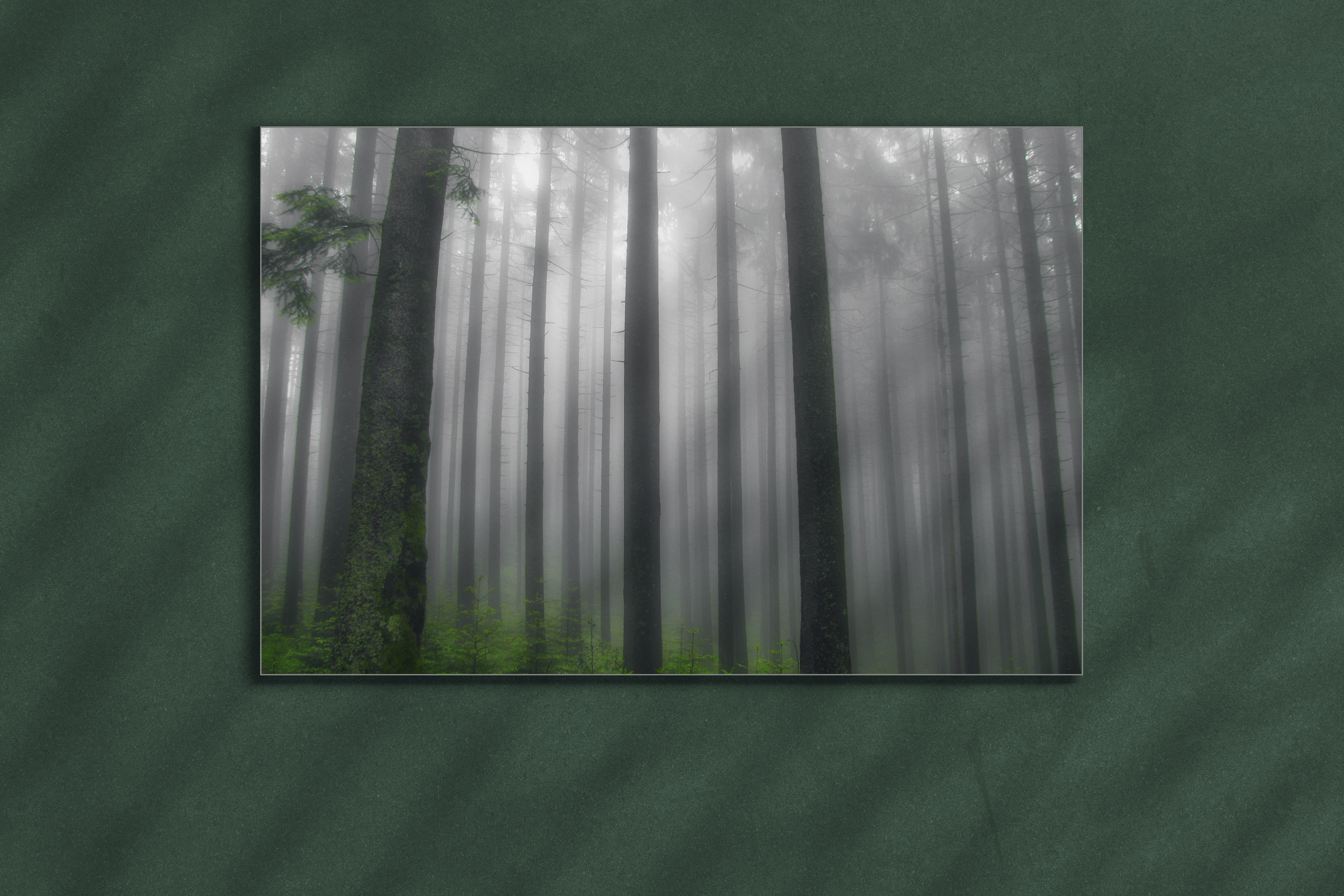 Schwarzwald_Nebelwald_1___WEB