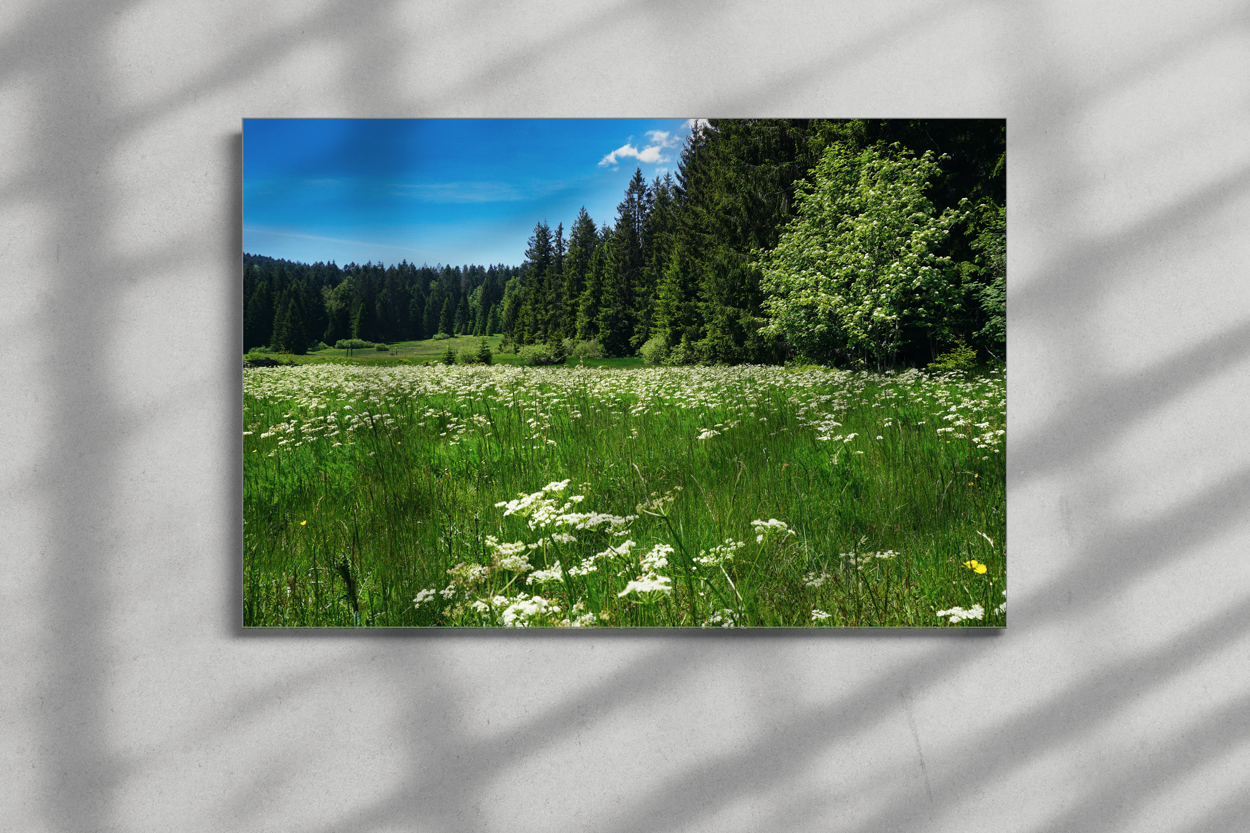 Schwarzwaldwiesen_1_WEB